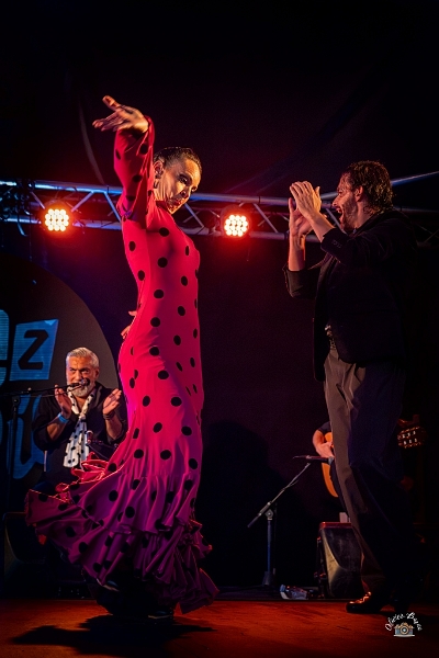 flamenco (85)